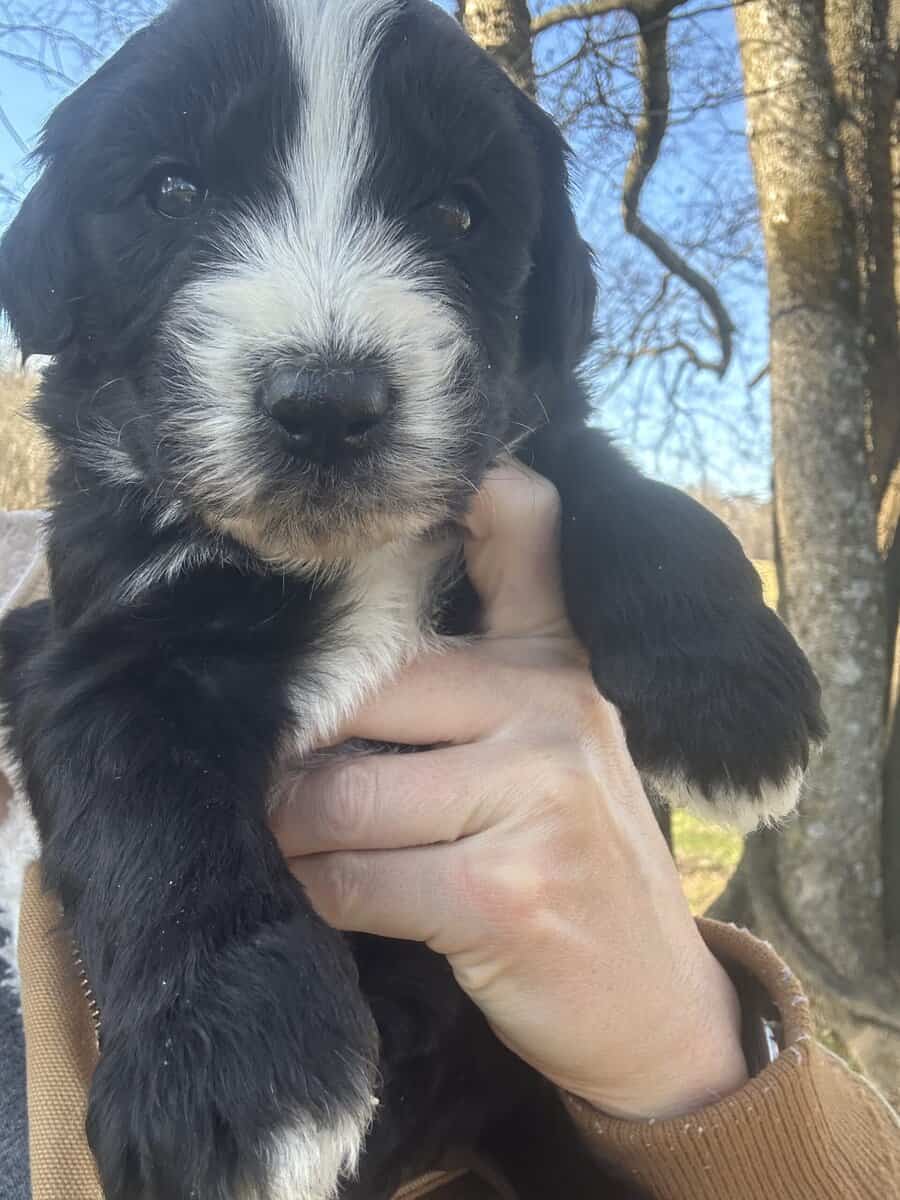 Sheepadoodle Puppies image 5