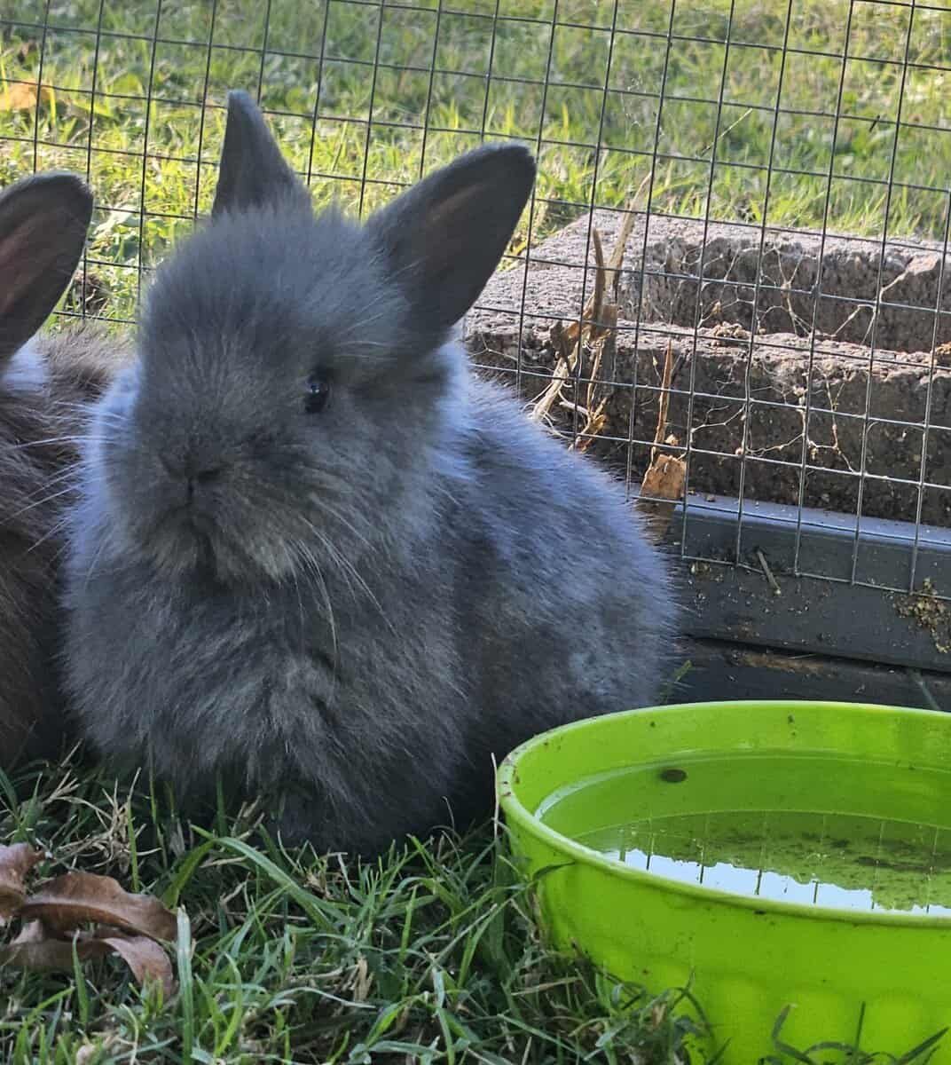 Bunnies bunny rabbit rabbits image 1