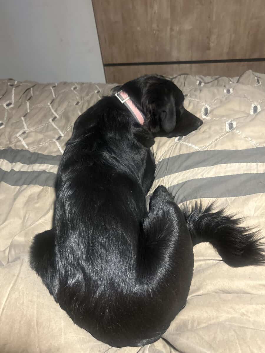 Sweet and loving lab collie mix image 1