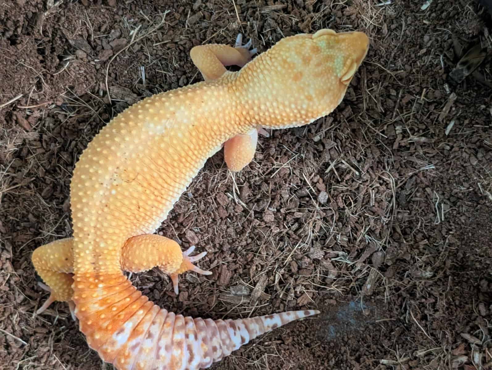 Crested and Leopard Geckos image 4