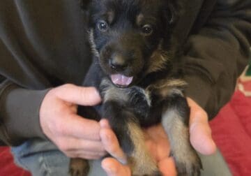 German Shepherd Puppies