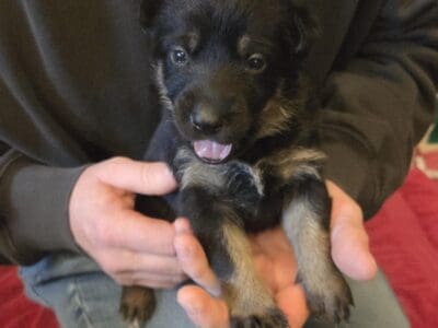 German Shepherd Puppies