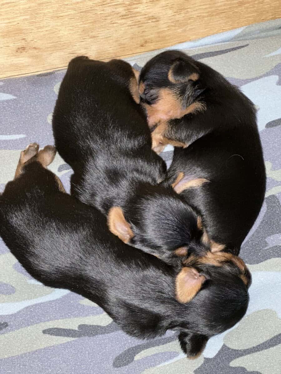 Bring your 2026 in with a cute cuddly puppy image 2