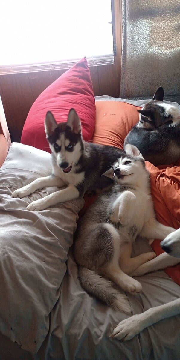 Siberian husky puppies image 1