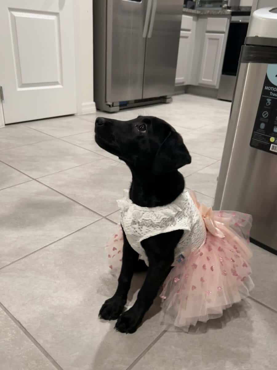 Labrador retriever for sale image 1