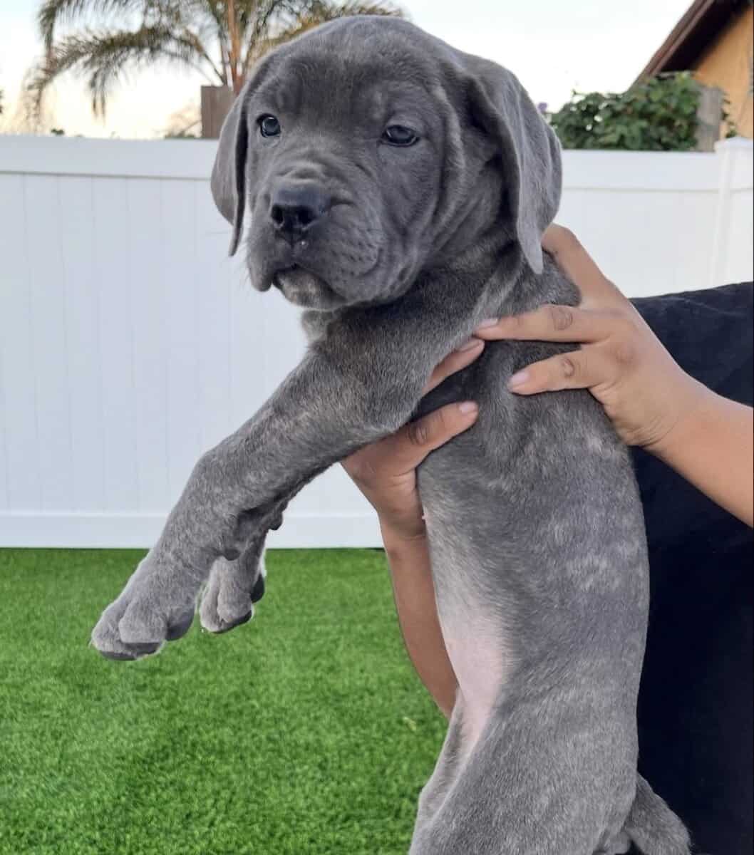 Akira’s Litter of Straw Carrier Corso’s 🍓🧬 image 6