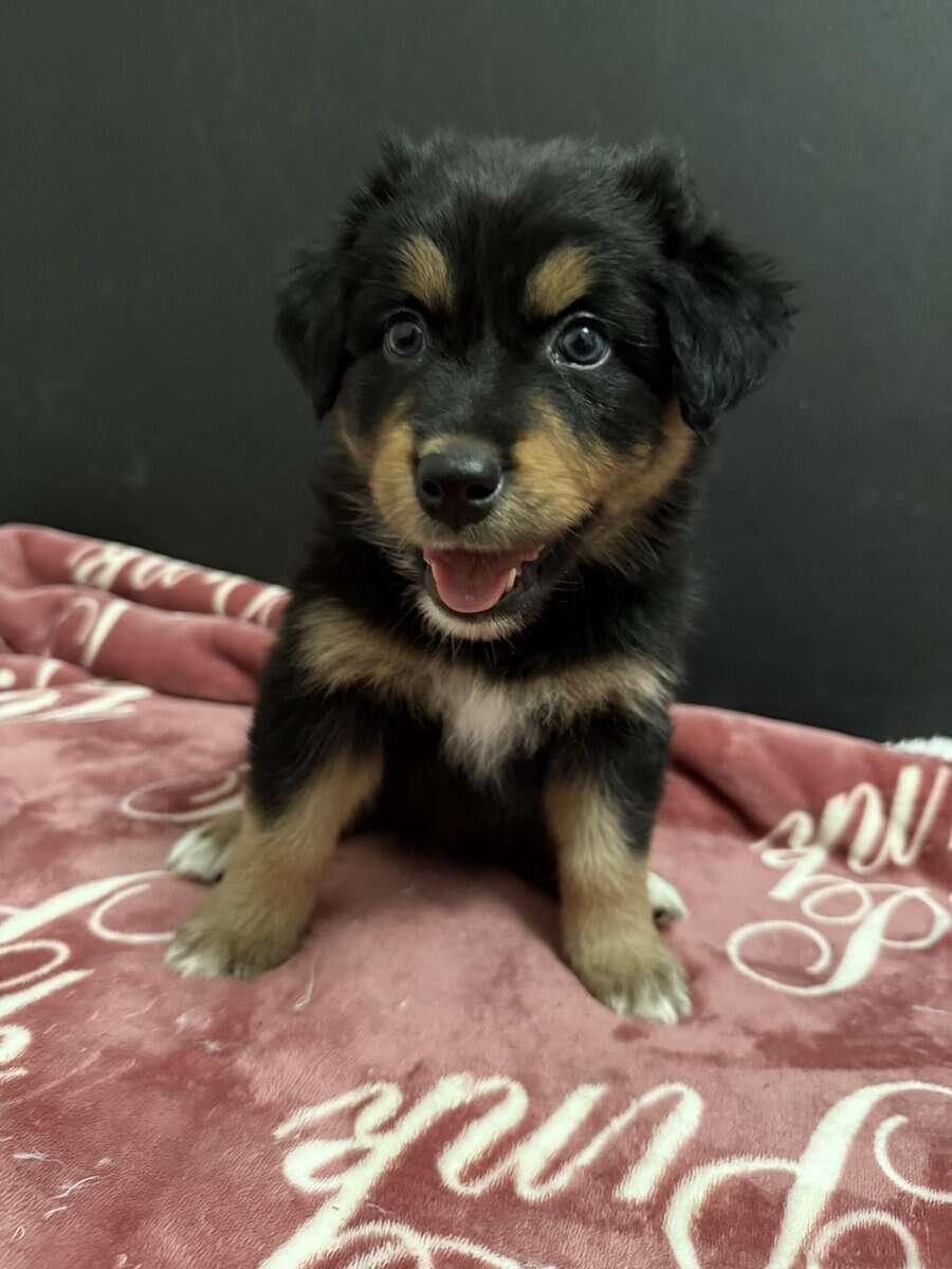 Australian Shepherd Black Tri Female Puppy image 1