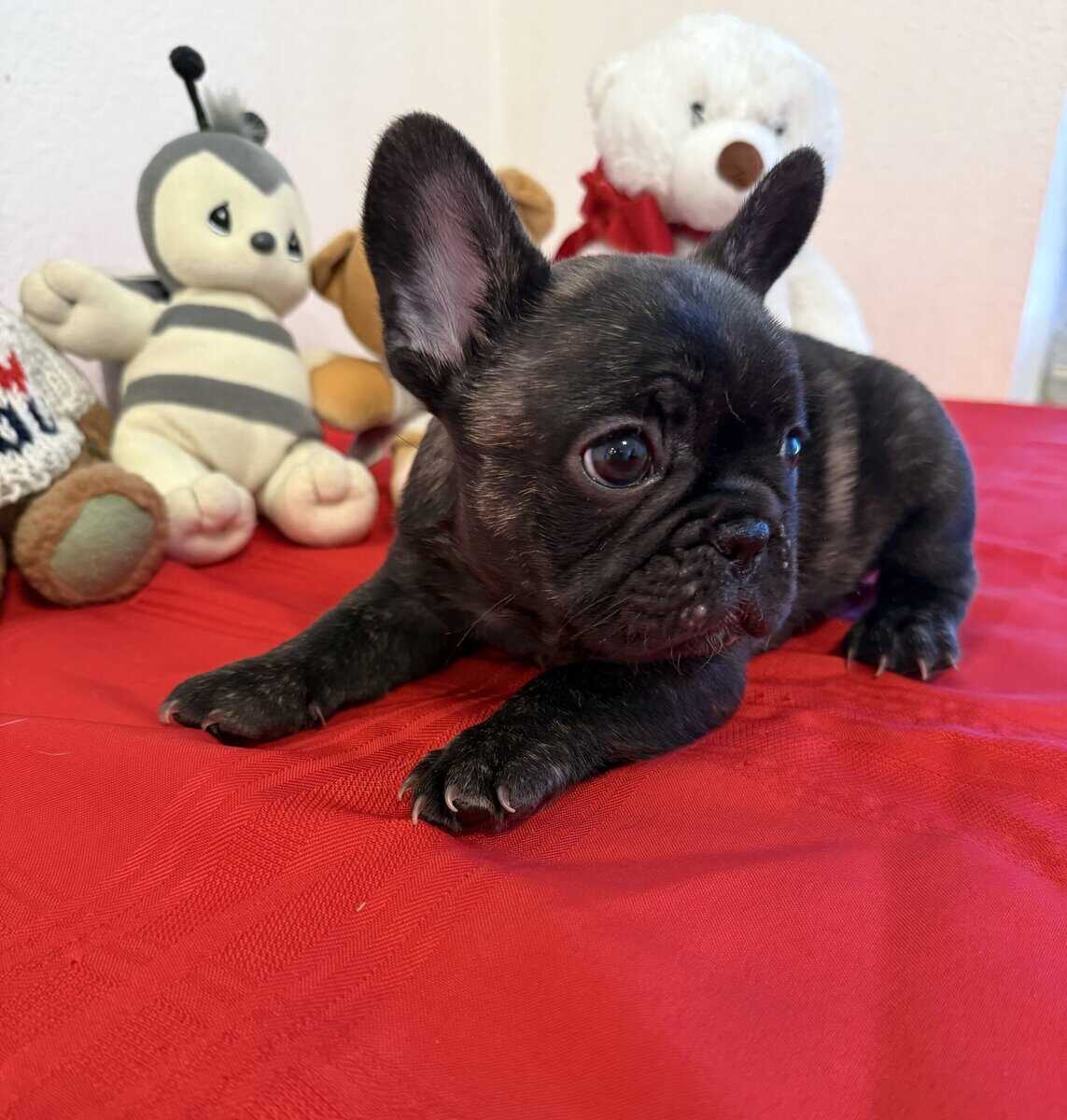 Female puppy French Bulldog reverse brindle image 5