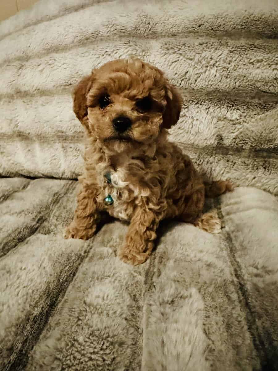 Maltipoo puppies DOB Nov 22, 2025 image 2
