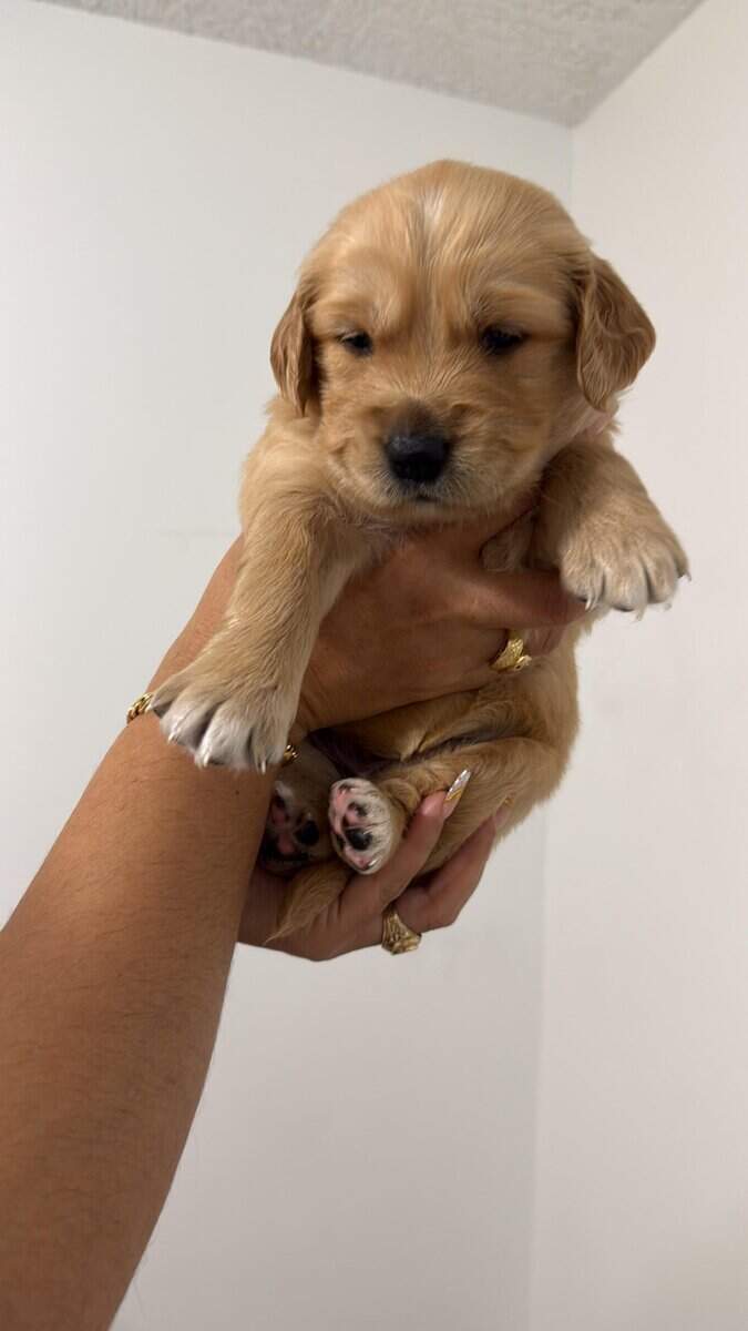 Golden retriever puppies image 6