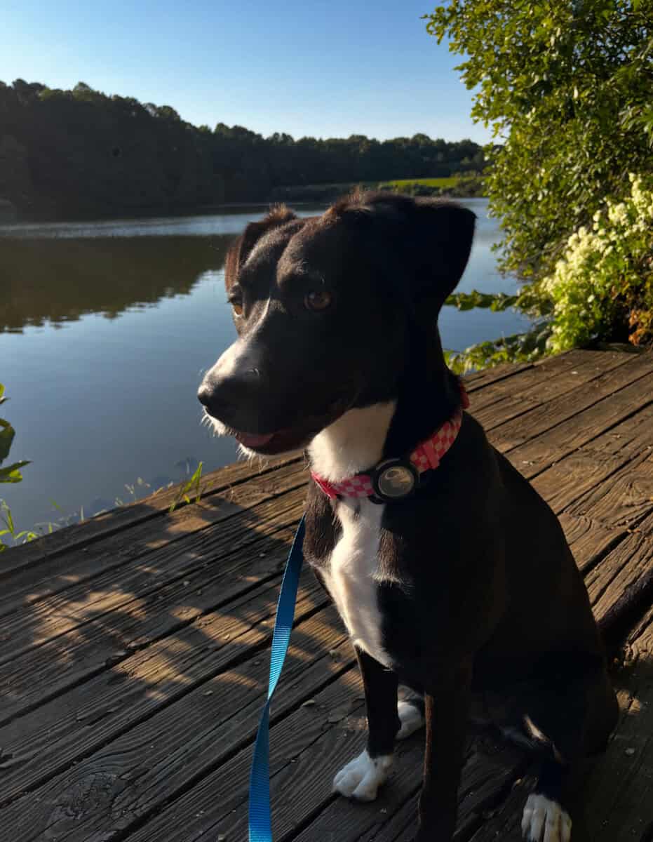 Sweet 1.5 year old mixed breed new new home image 1