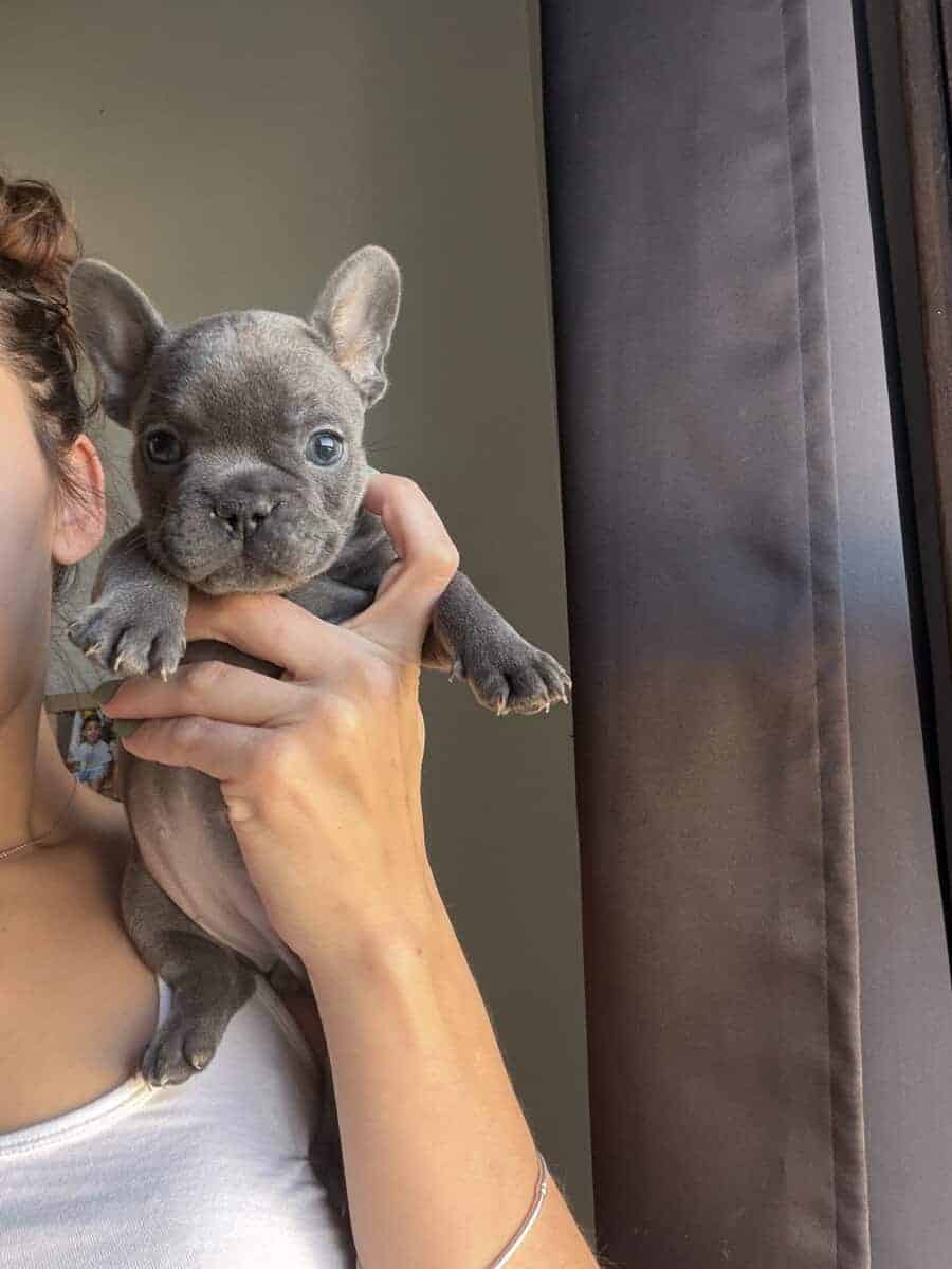 French Bulldog Puppy image 7