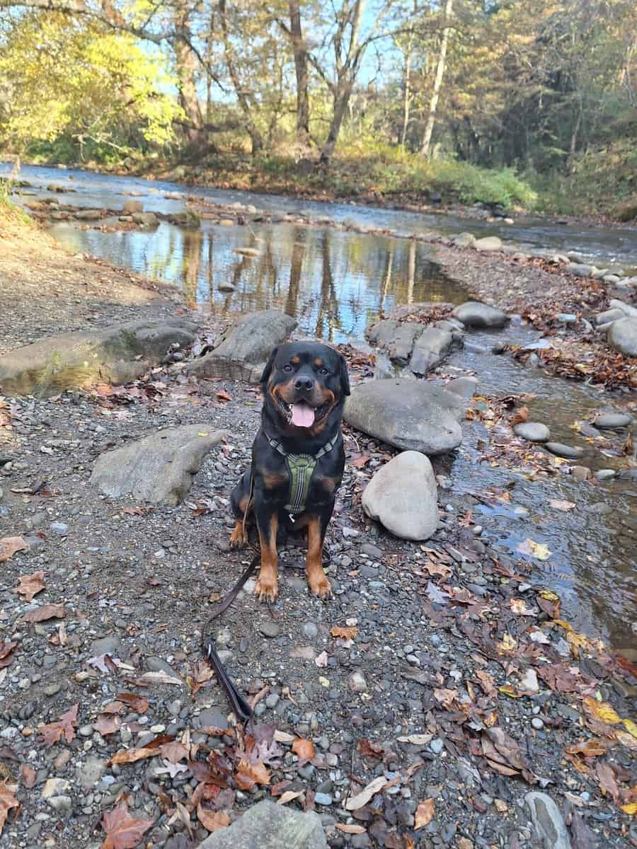 AKC Certified Litter Proven Rottweiler Stud image 1