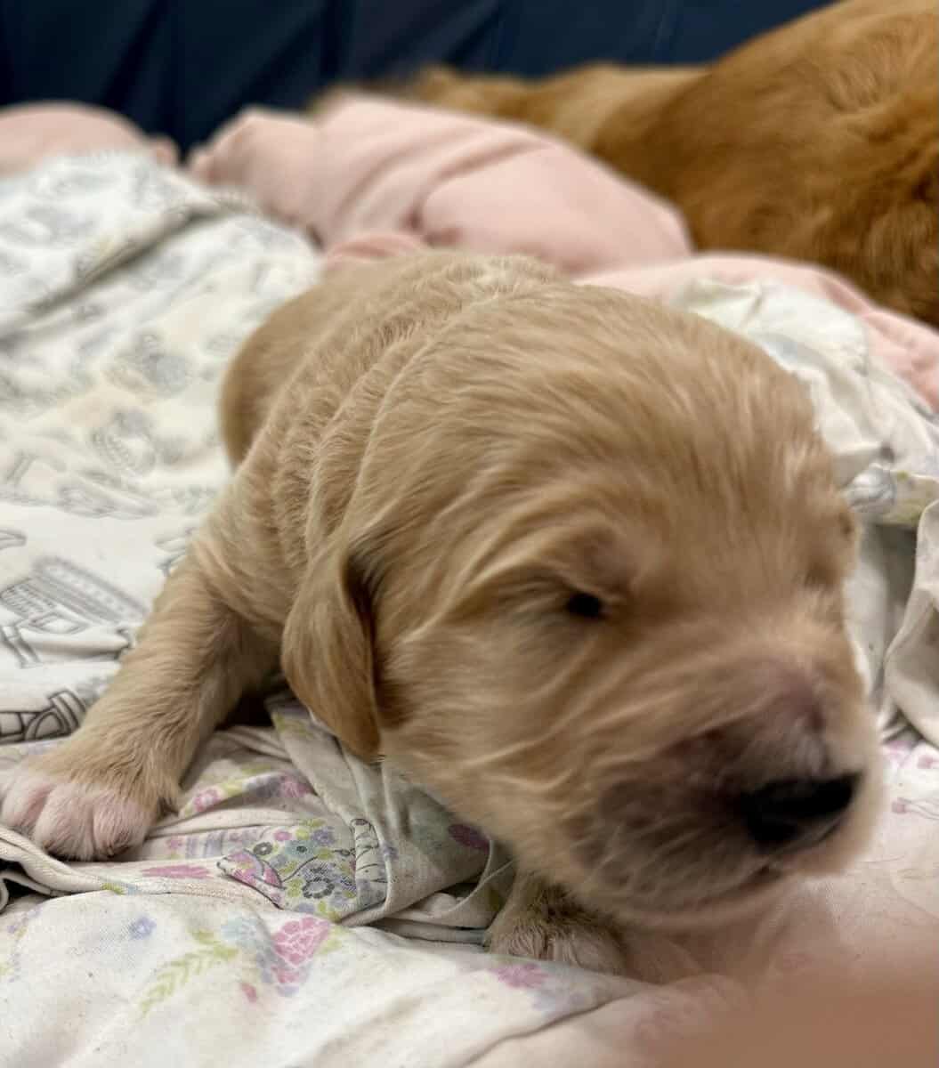 Goldendoodle Puppies - Super Cute! image 2