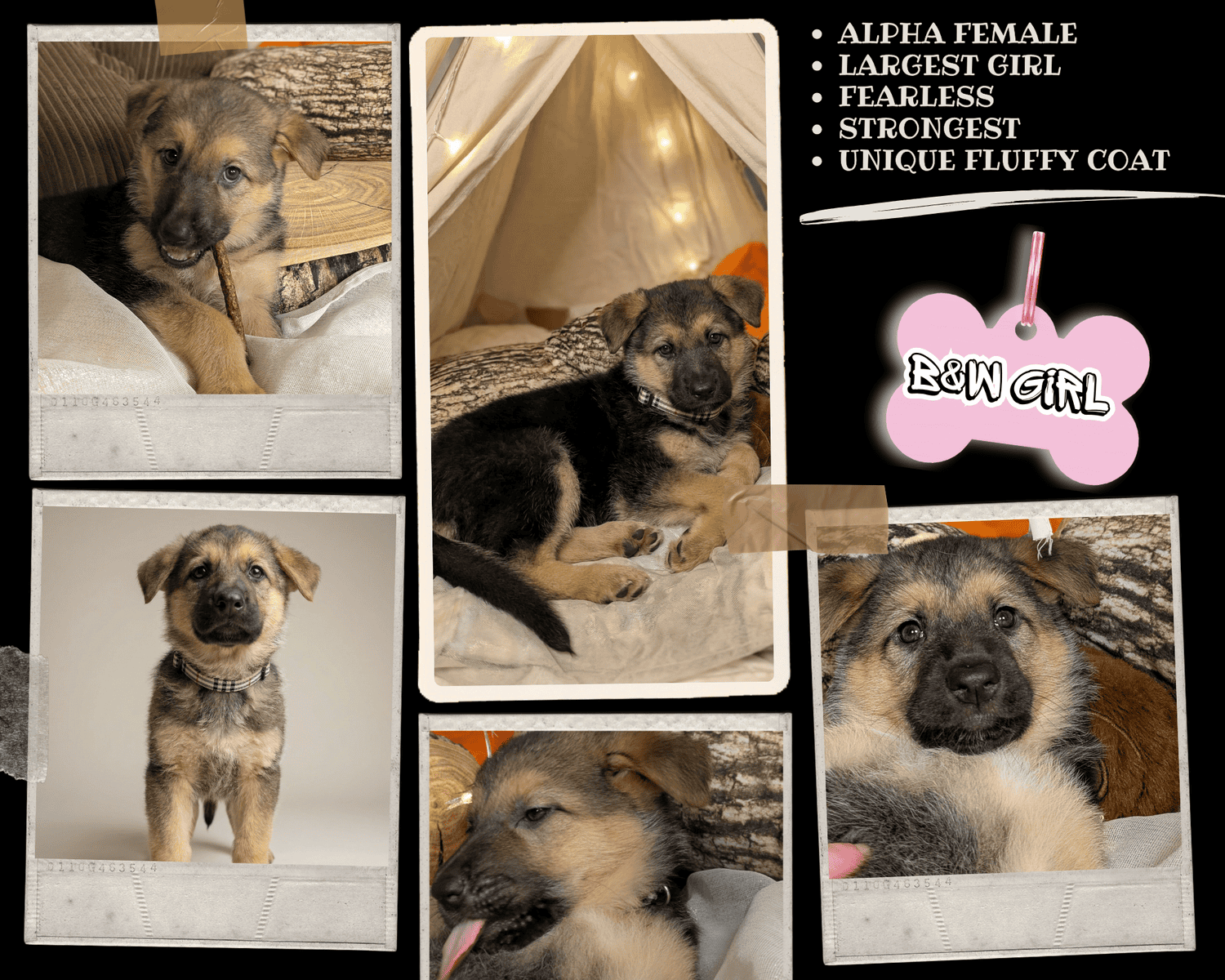 Six adorable 8-week-old German Shepherd puppies ! image 7