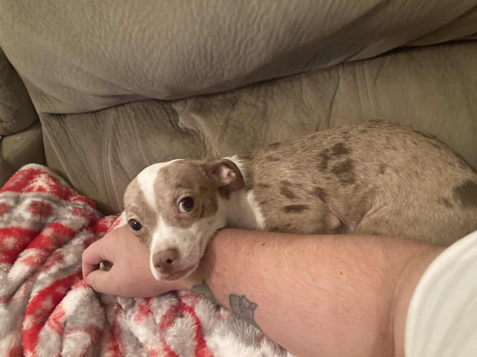 Chiweenie puppy 10 month merle female image 4
