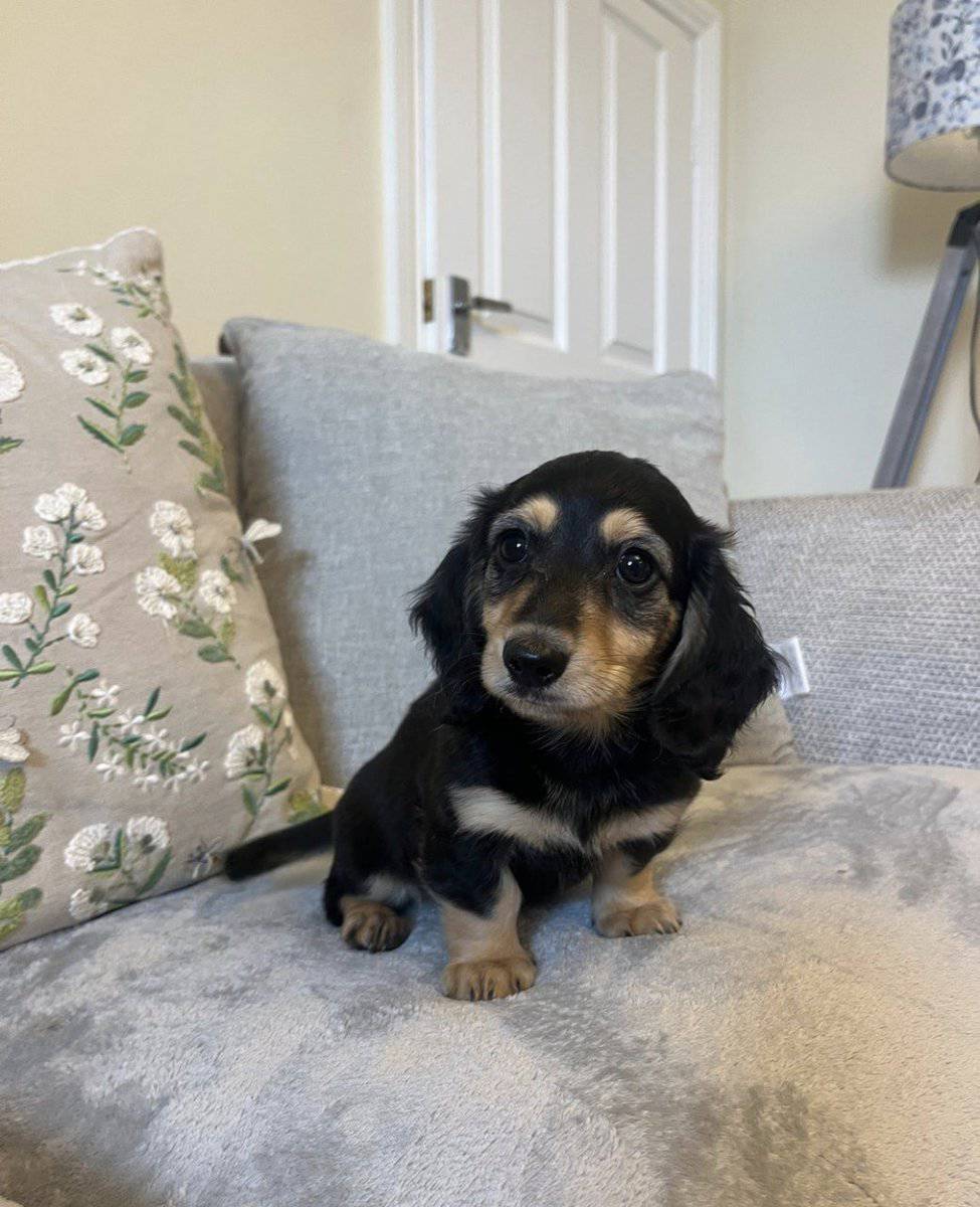 Miniature Dachshund Puppies Available image 1