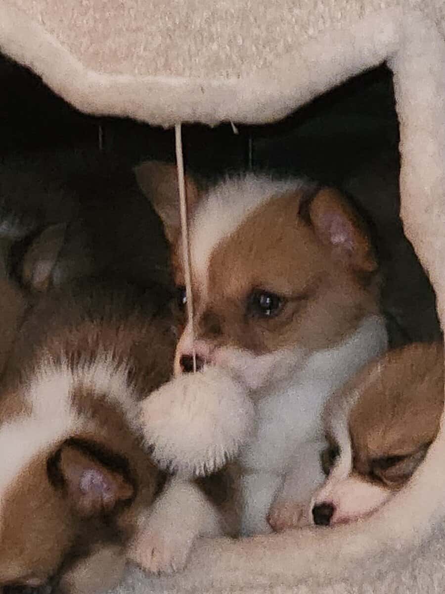 Corgi puppies image 10