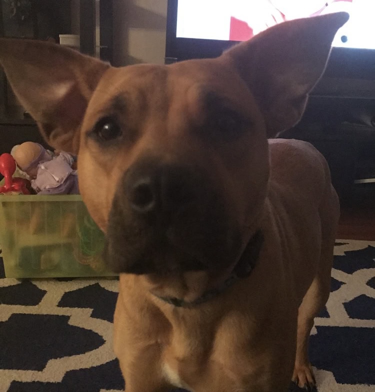 Seeking Forever Home for Sweet Pit Mix image 4