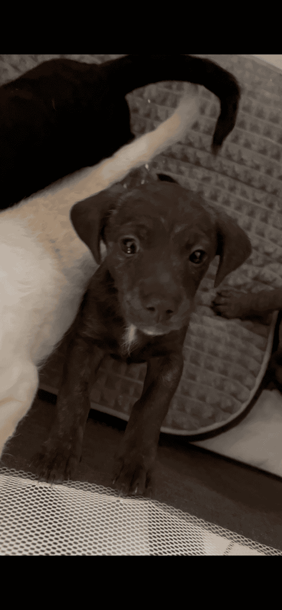 Two puppie litters golden doodles mix image 6