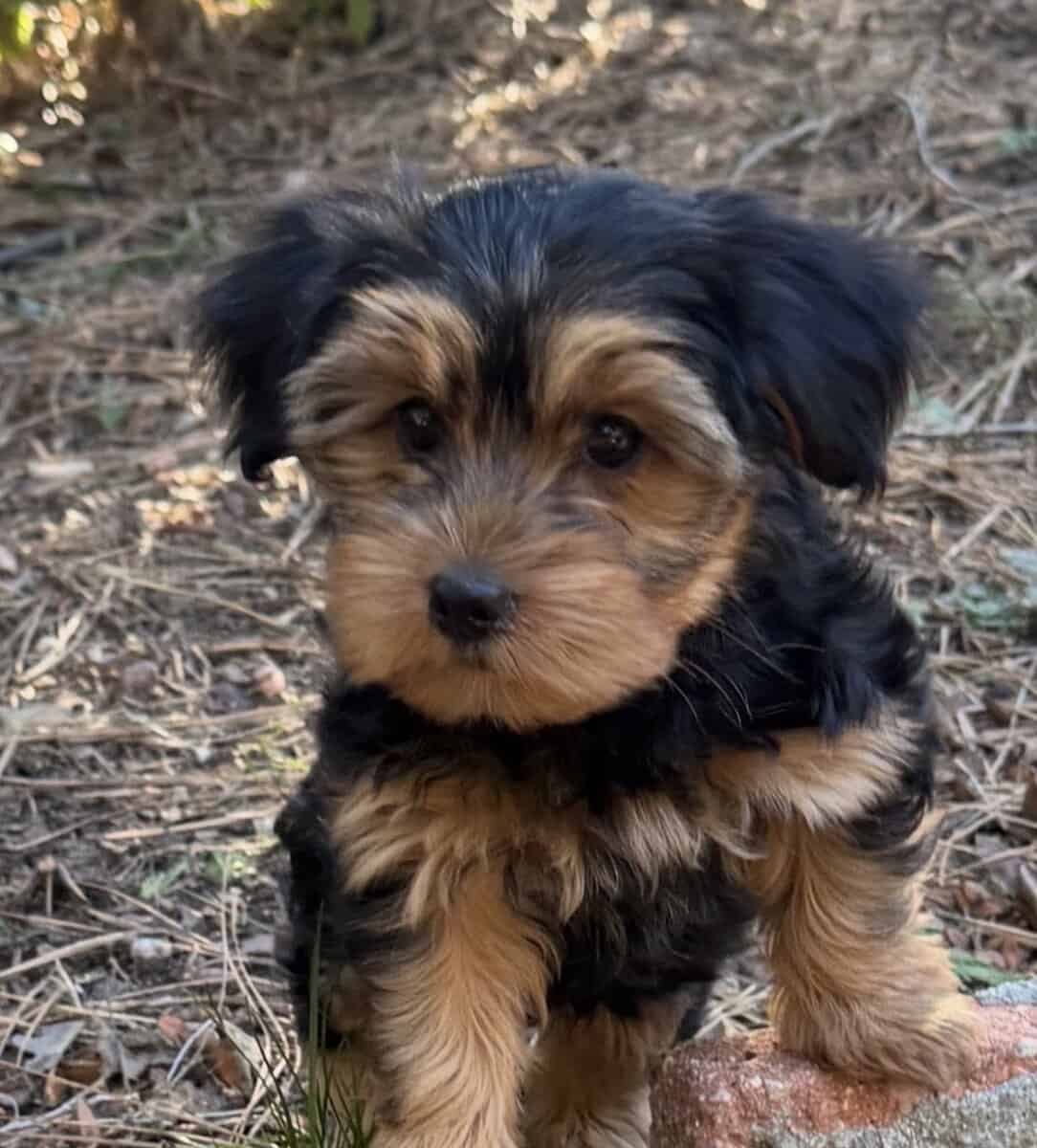 Yorkie rehoming image 2