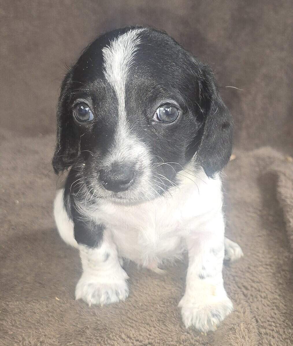 Doxiepoo image 3
