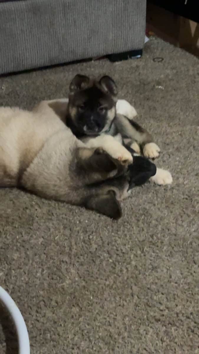 AKC American Akitas 300 image 3