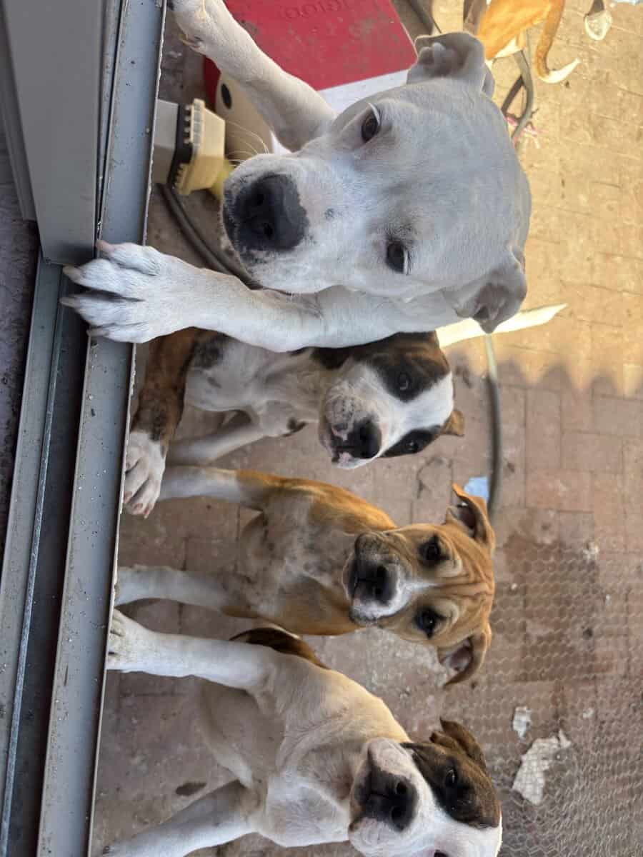 Rehoming 4 month old puppies image 2