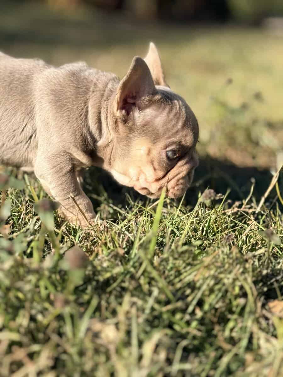 French Bulldog image 7