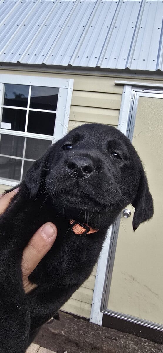 AKC Labrador puppies need new homes image 5