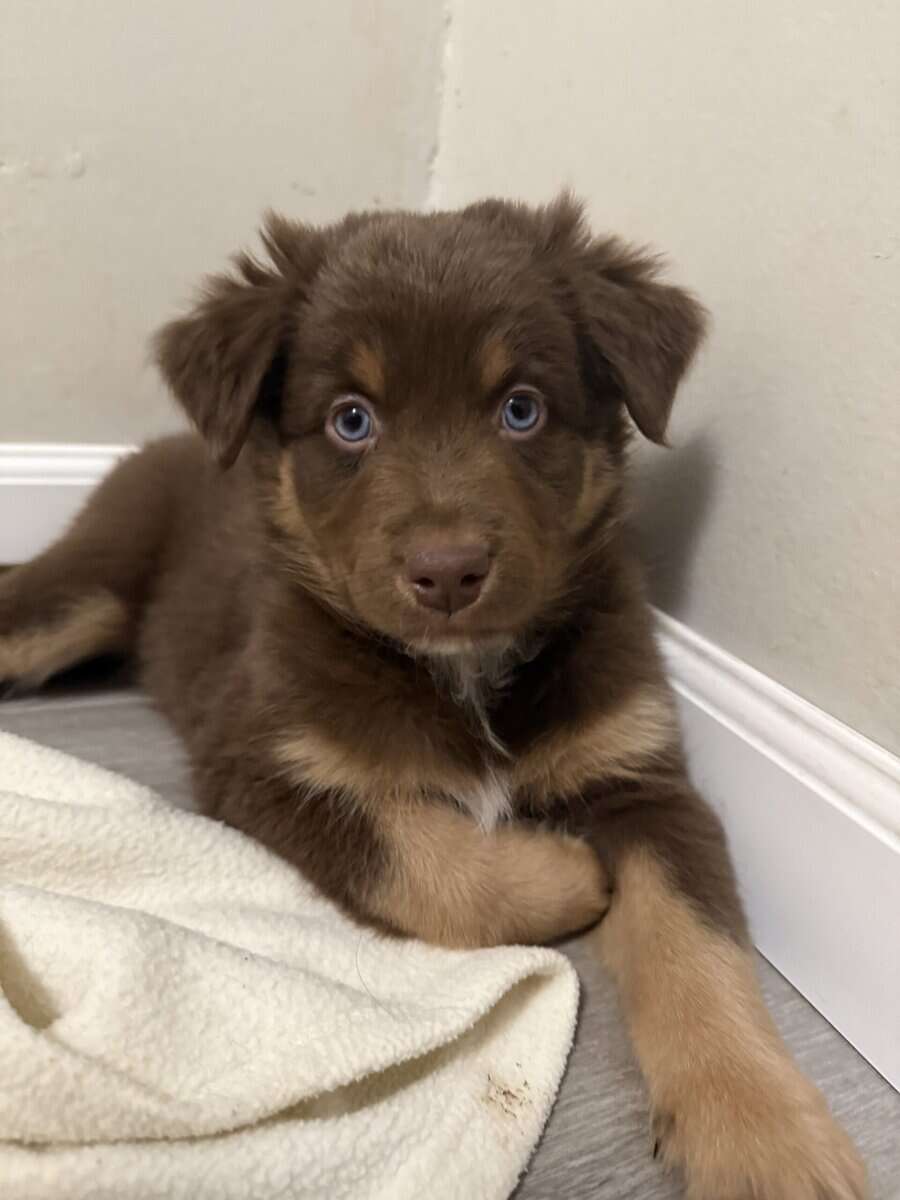 Australian Shepherd Red Female Puppy image 1