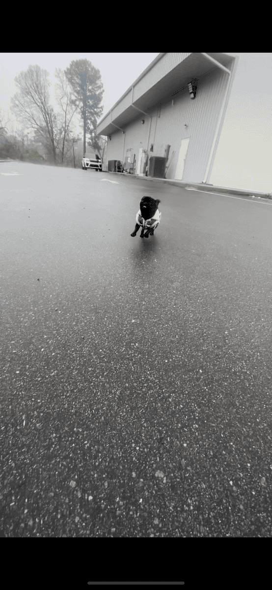 Pug rehome image 2