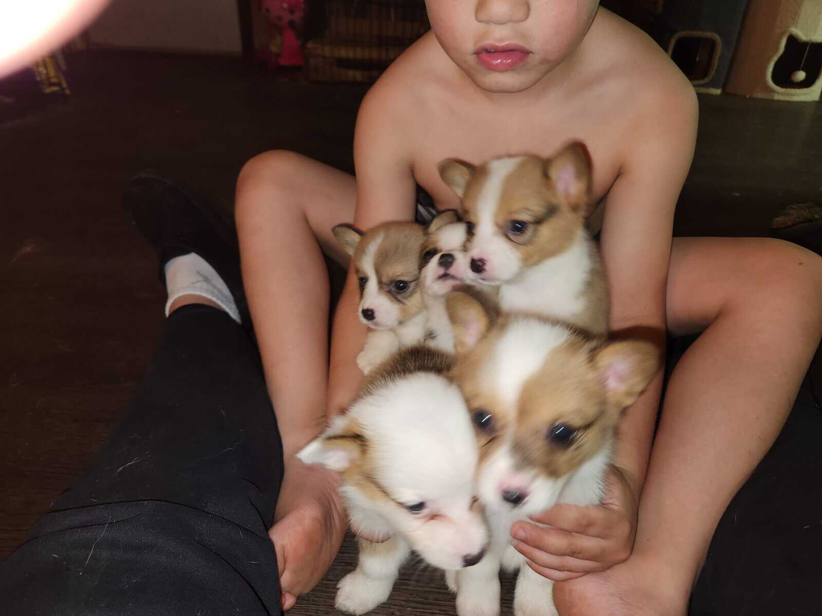 Corgi puppies image 13