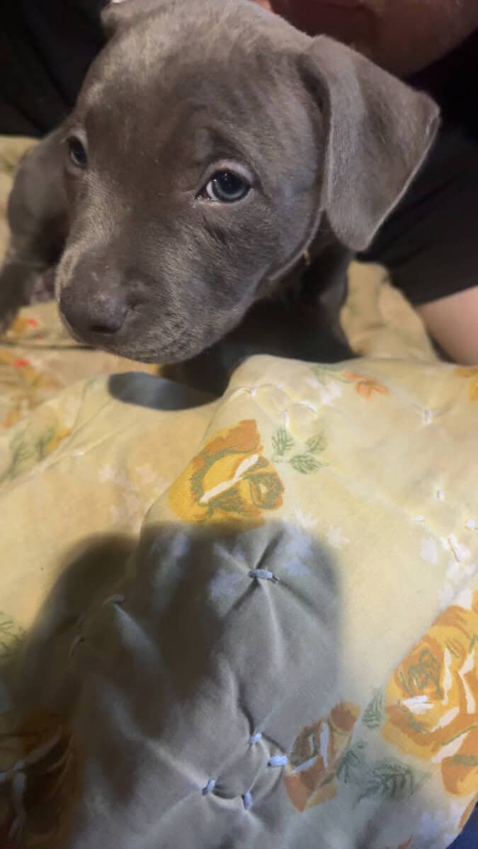 Puppy to good home image 4