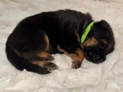 CLASSIC GERMAN SHEPHERD PUPPIES