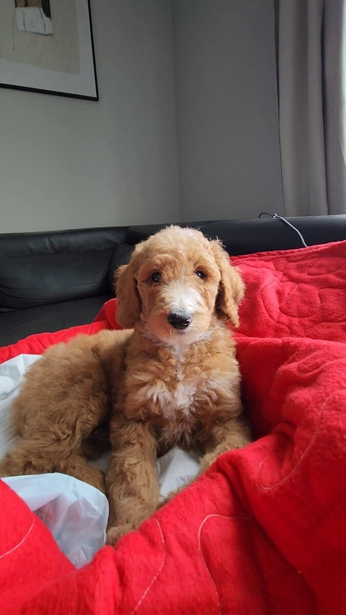 Golden Doodle Puppies 9wks image 5