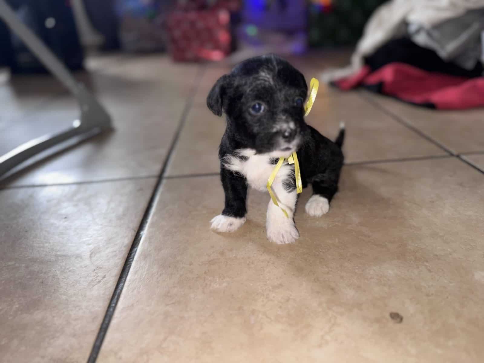 Maltipoo mix with chihuahua image 2