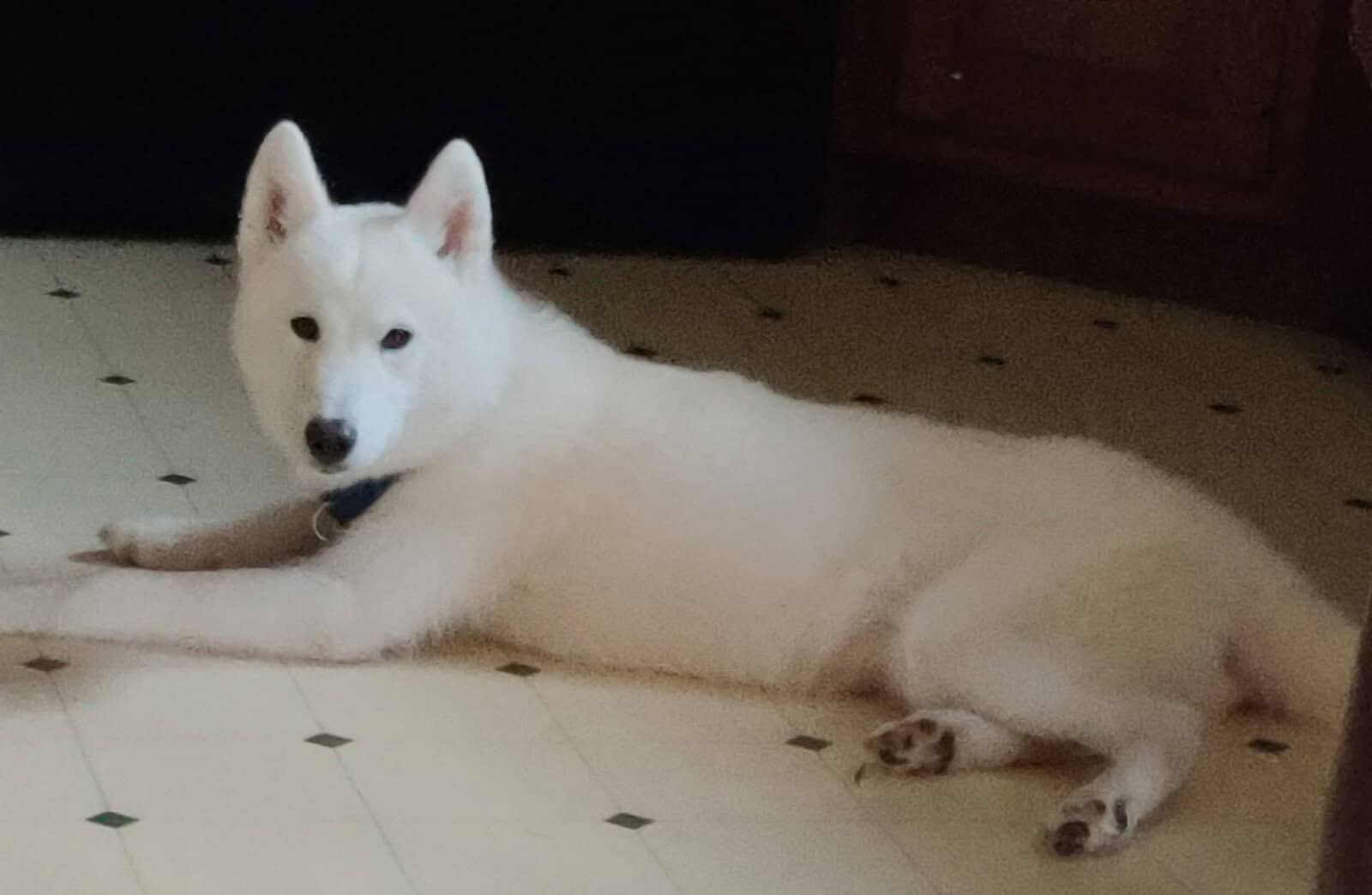 Husky re-home image 1
