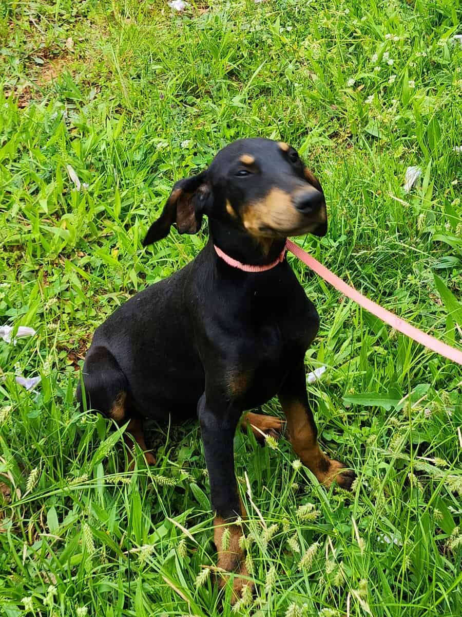 Doberman image 2