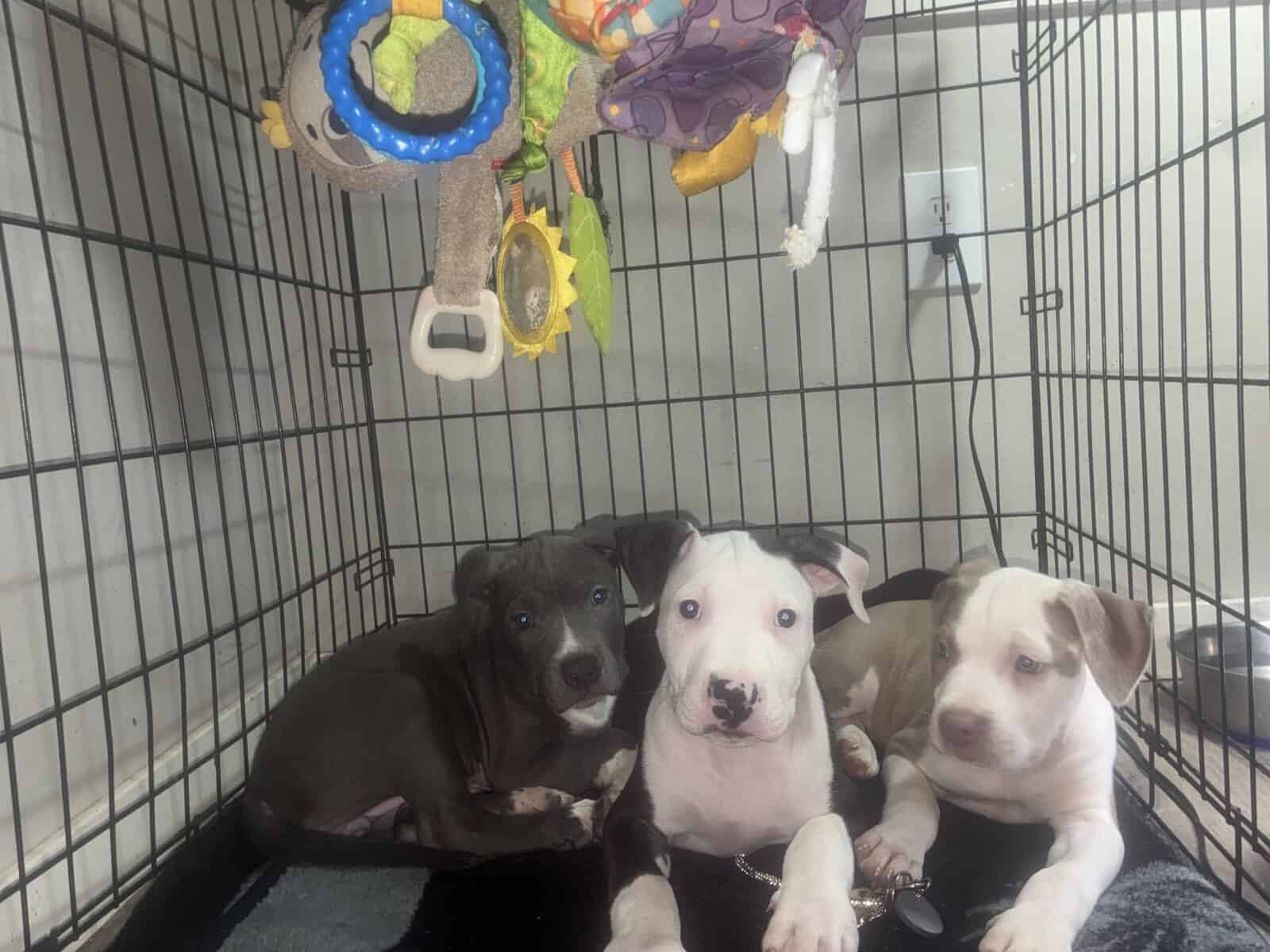 Beautiful American Staffordshire Terrier Puppies. image 7