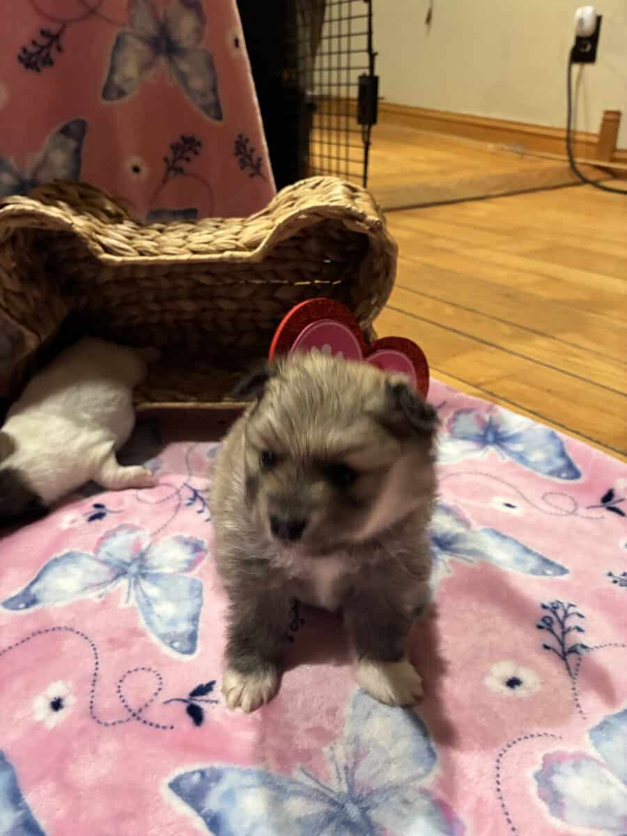 Browns Pomeranian pups image 8