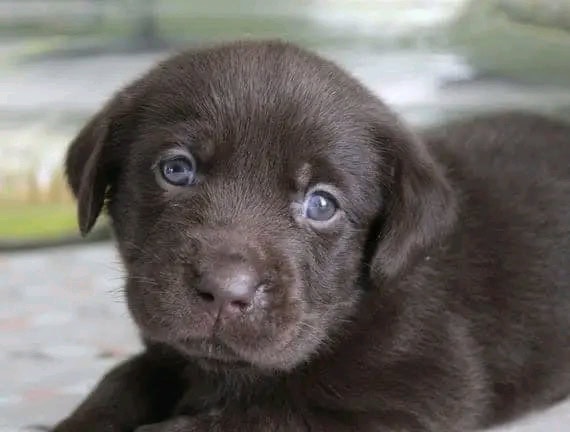 Gorgeous chocolate Labrador Puppies For Adoption image 3