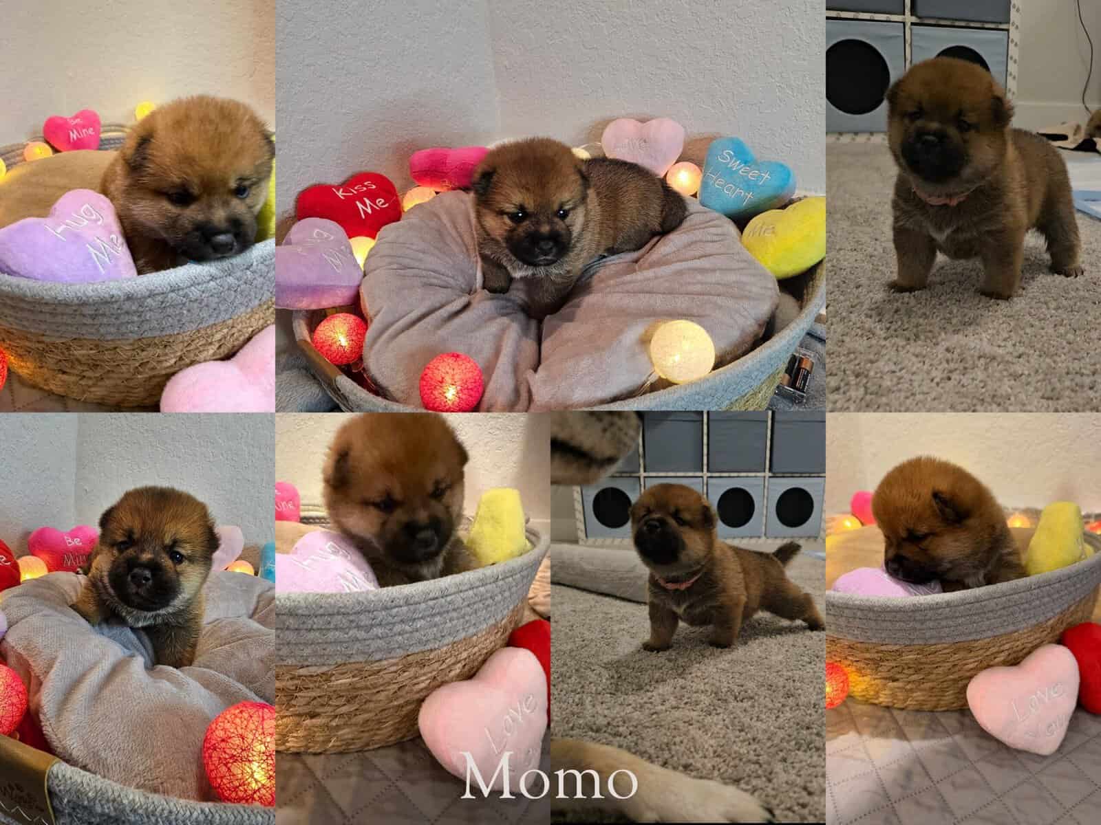 Shiba Inu Puppies image 5