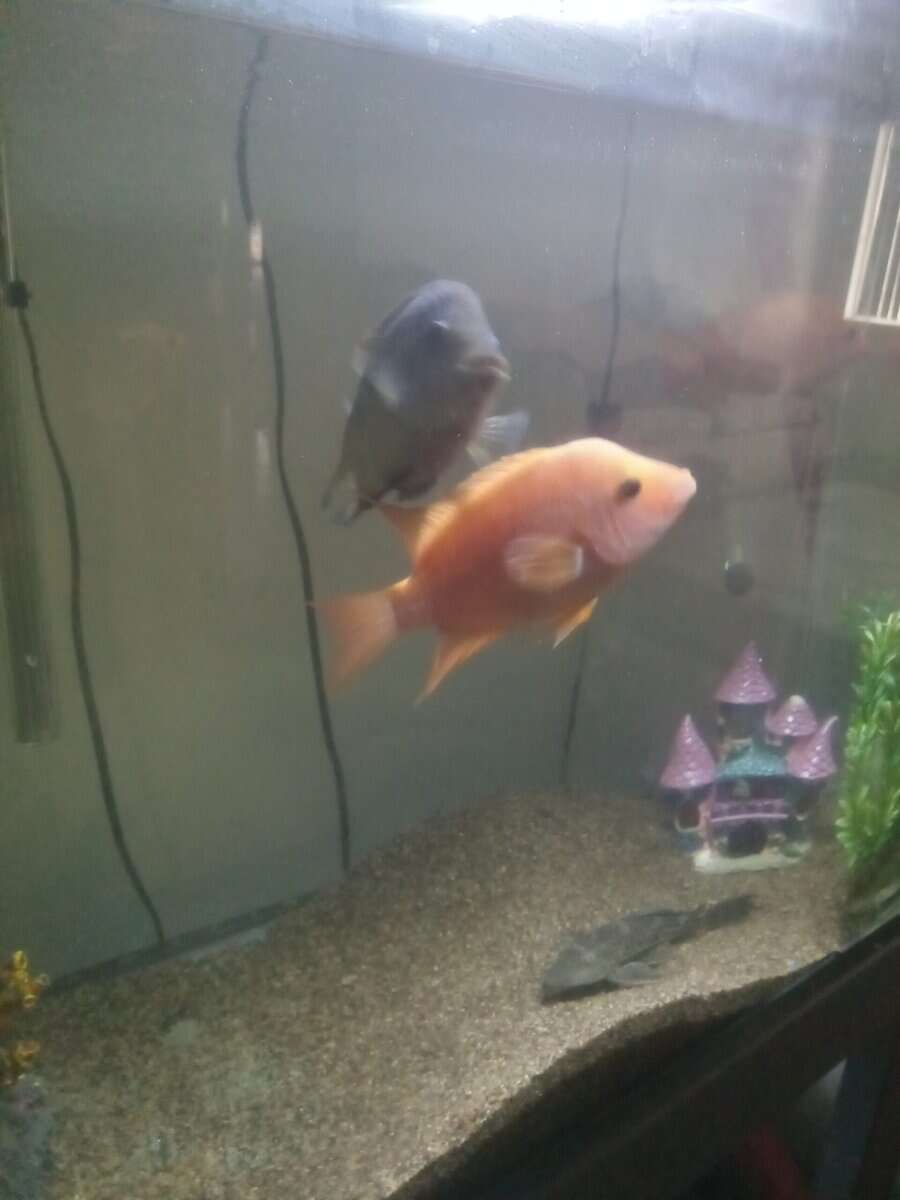 Cichlids image 4