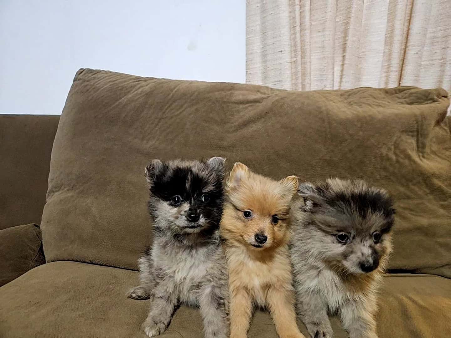 Pomeranians image 8