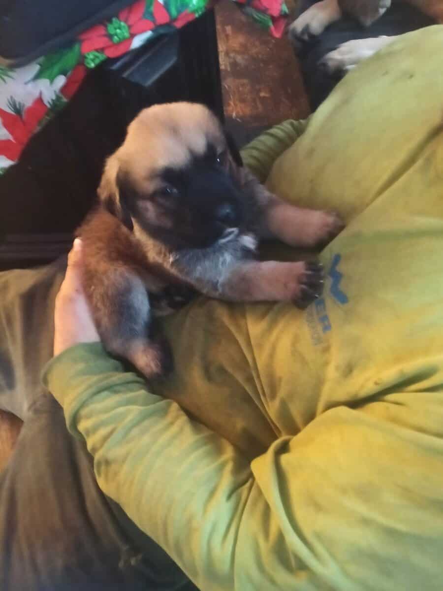 Puppy for a forever home image 4
