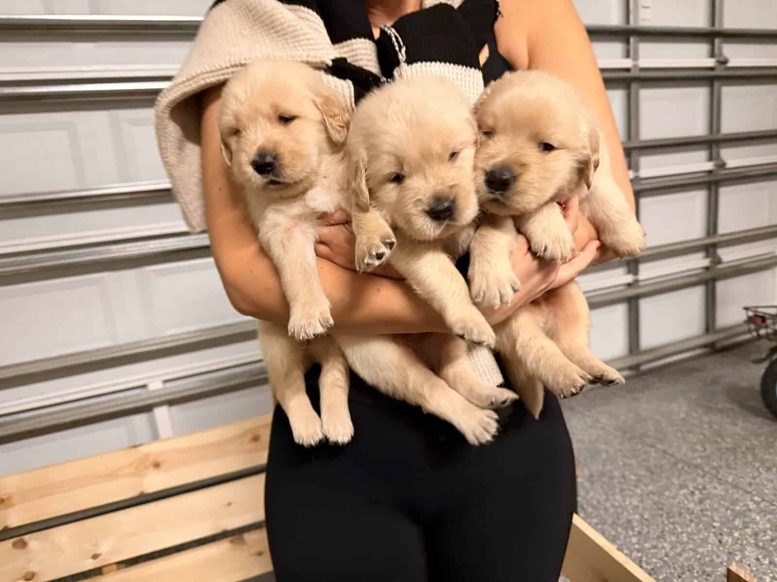 Golden Retriever Puppies for Sale image 2