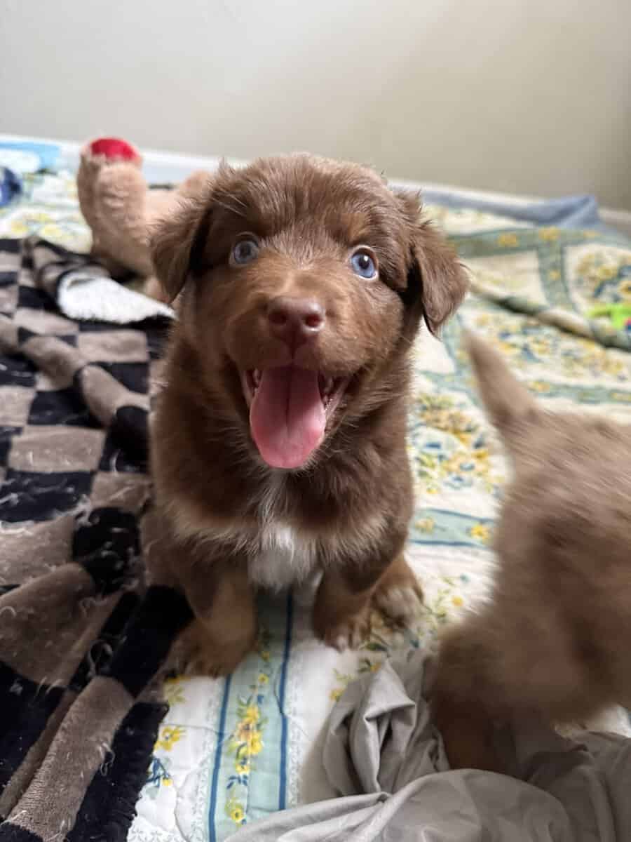 Australian Shepherd Red Tri Female Pup image 3