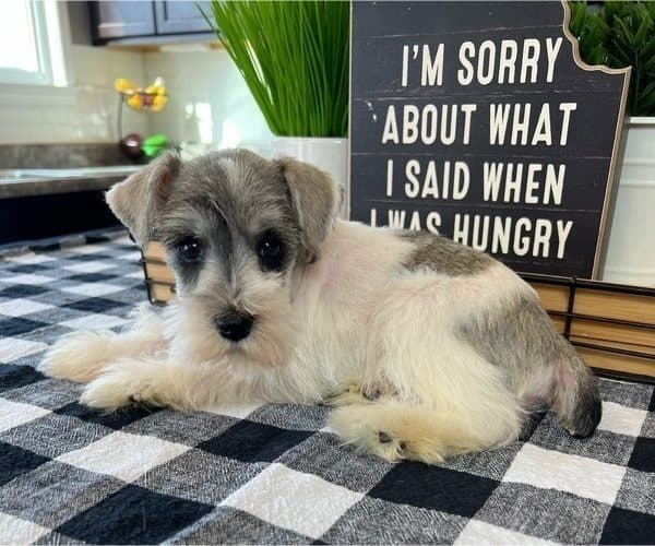 🐾 Adorable Male Schnauzer Puppy for sale image 2