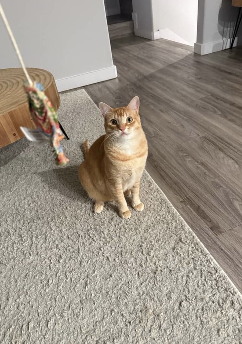 1 year old American Short hair cat (Orange) Free! image 2